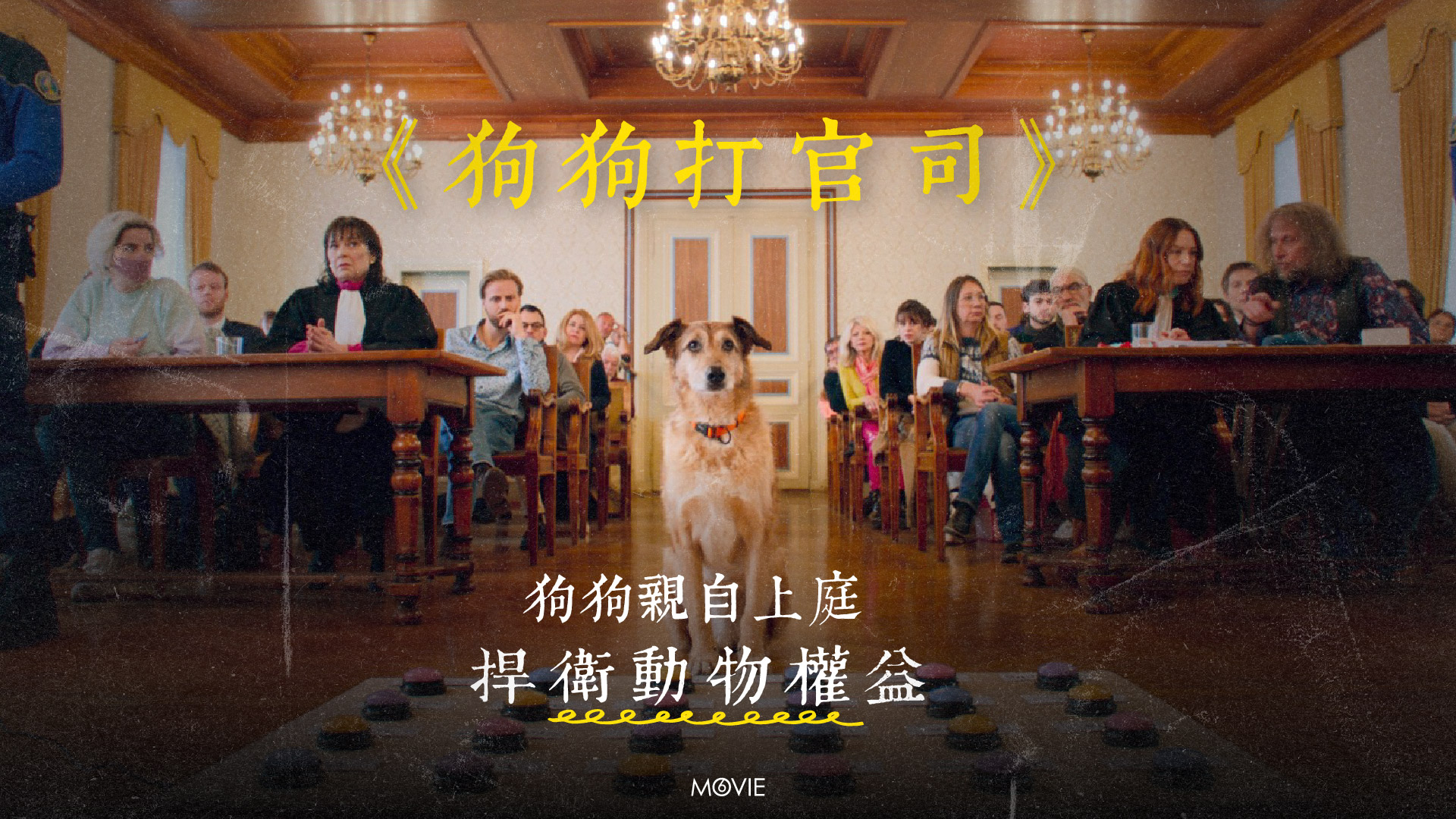 m6 keylight | 《 狗狗打官司 》康城狗影帝！狗狗親自上庭 捍衛動物權益